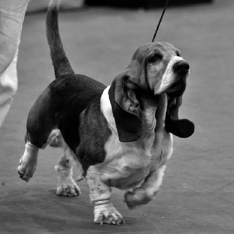 CH. Chwep's Du clos de rivensol